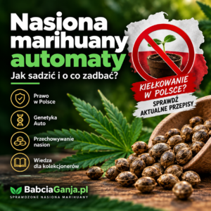 Nasiona marihuany automaty – jak sadzić i o co zadbać