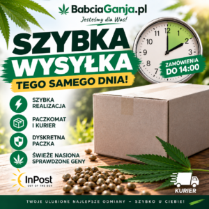 Nasiona marihuany z szybką wysyłką – zamówienia do 14:00