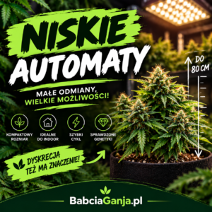 Niskie automaty – małe automatyczne odmiany marihuany