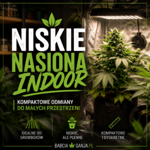 Niskie nasiona Indoor – kompaktowe odmiany do małych przestrzeni