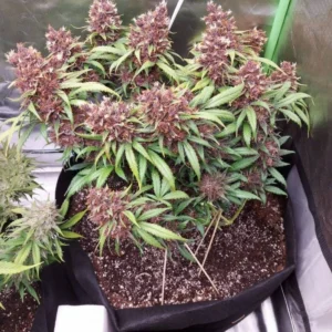 Orange Sherbet Auto feminizowane nasiona automatyczne