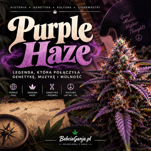 Purple Haze – historia odmiany, Purple Thai i genetyka Haze