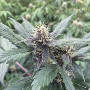 Nasiona marihuany Purple Punch Auto – feminizowana odmiana automatyczna