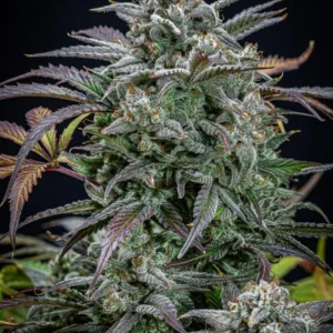 Strawberry Zkittlez Auto – nasiona automatyczne 70% Indica