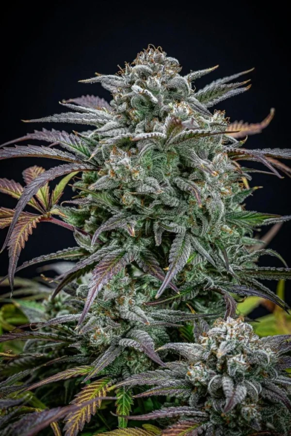 Strawberry Zkittlez Auto – nasiona automatyczne 70% Indica