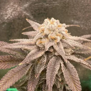 Sugar Cane – nasiona marihuany Indoor Platinum × Slurricane