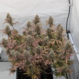 Super Boof Auto – amerykańska genetyka automatyczna 60% Sativa