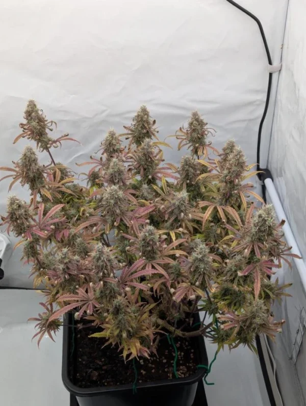 Super Boof Auto – amerykańska genetyka automatyczna 60% Sativa