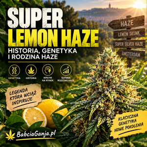 Super Lemon Haze – historia, pochodzenie i genetyka rodziny Haze
