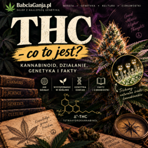 THC – co to jest, kannabinoid, trichomy i genetyka konopi