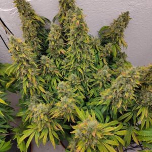 White Rhino – nasiona marihuany Indoor 80% Indica