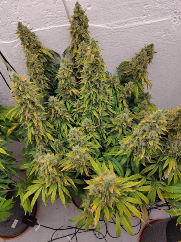 White Rhino – nasiona marihuany Indoor 80% Indica