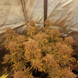 Z-Up Auto nasiona automatyczne marihuany 65% Sativa