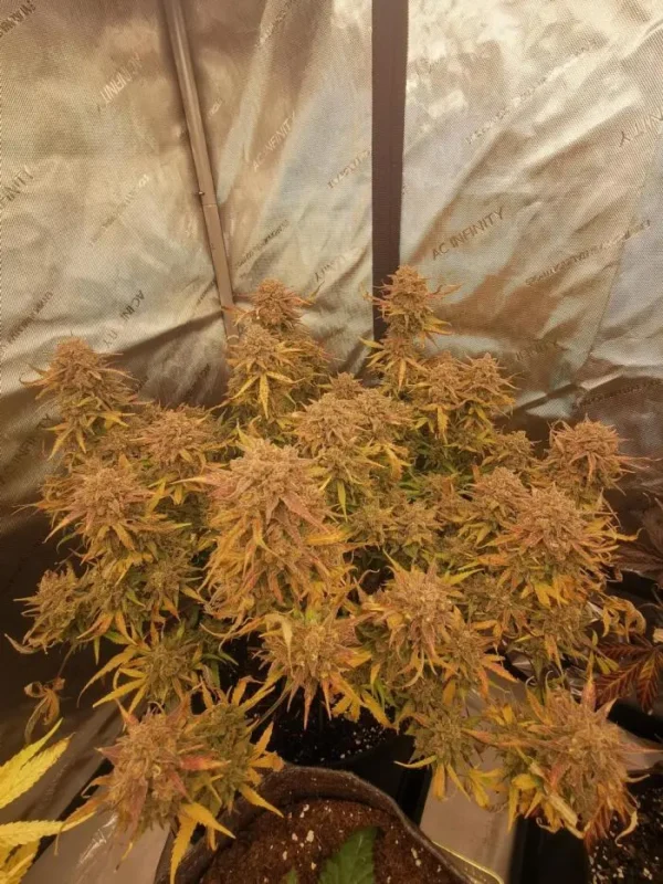 Z-Up Auto nasiona automatyczne marihuany 65% Sativa