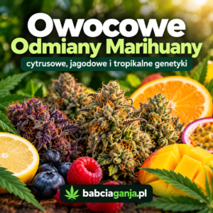 Owocowe odmiany marihuany – kwiaty konopi w otoczeniu cytrusów, jagód, mango i owoców tropikalnych