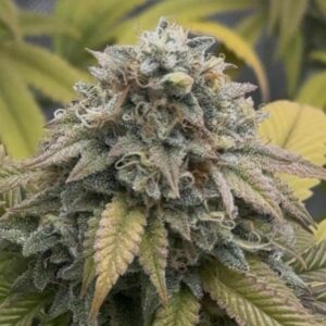 Nasiona marihuany Blue Lobster – feminizowane nasiona indoor, 60% Indica, genetyka USA