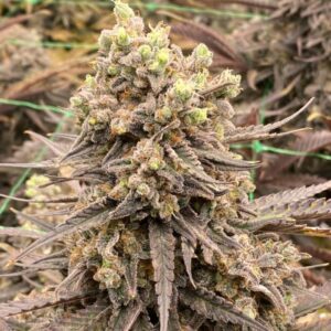 Nasiona marihuany Cannalope Haze Auto – automaty Sativa
