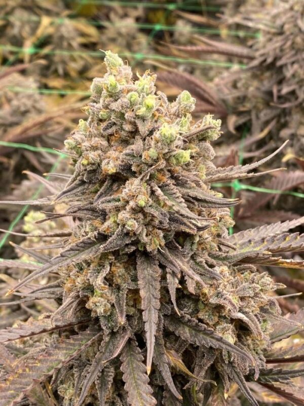 Nasiona marihuany Cannalope Haze Auto – automaty Sativa
