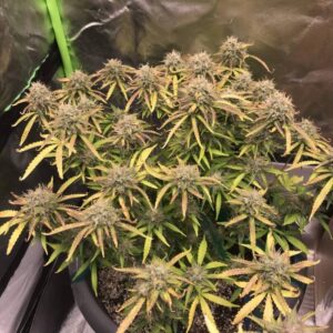 nasiona marihuany Cheese XXL Auto