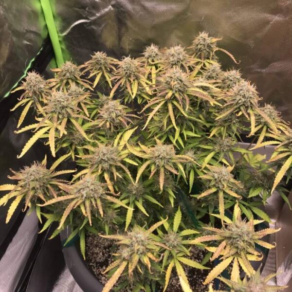 nasiona marihuany Cheese XXL Auto