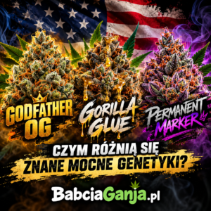 Godfather OG vs Gorilla Glue vs Permanent Marker – porównanie mocnych odmian marihuany