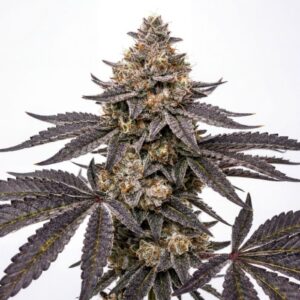 Nasiona marihuany Hash Burger – feminizowane nasiona indoor, 60% Indica, genetyka USA