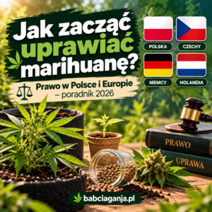Jak zacząć uprawiać marihuanę – poradnik 2026, przepisy dotyczące uprawy w Polsce, Czechach, Niemczech i Holandii