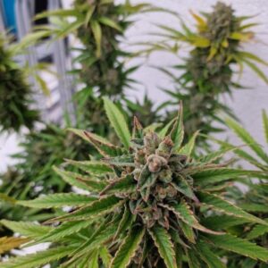 Nasiona marihuany Mendo Frost Auto – feminizowane automaty, żywiczna hybryda Indica i Sativa, THC do 30%
