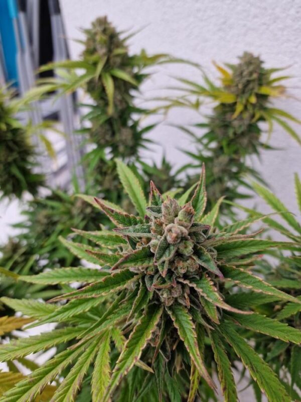 Nasiona marihuany Mendo Frost Auto – feminizowane automaty, żywiczna hybryda Indica i Sativa, THC do 30%