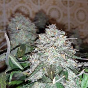 nasiona marihuany Blue Kush Auto