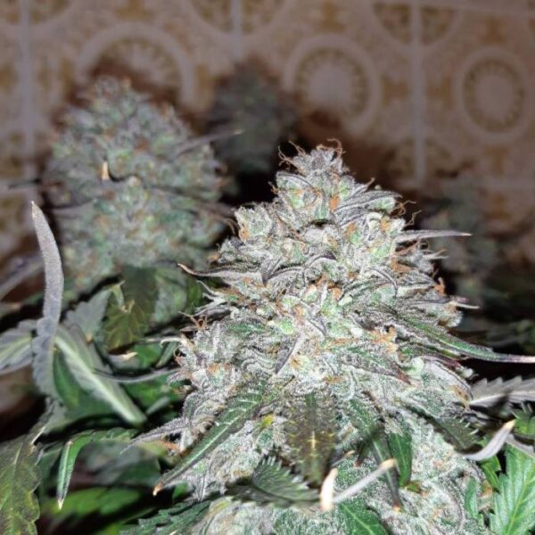 nasiona marihuany Blue Kush Auto