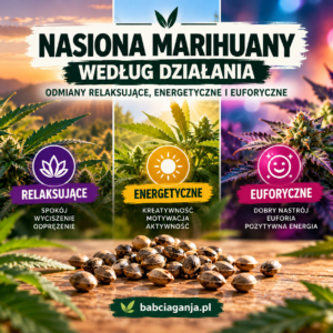 Nasiona marihuany według działania – grafika porównująca odmiany relaksujące, energetyczne i euforyczne