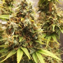 Strawberry Haze – odmiana marihuany Sativa