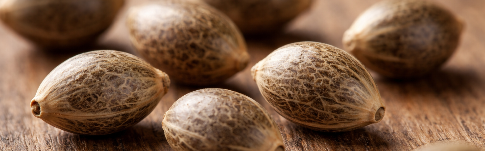 nasiona fotoperiodyczne marihuany makro zblizenie